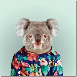 koala koala