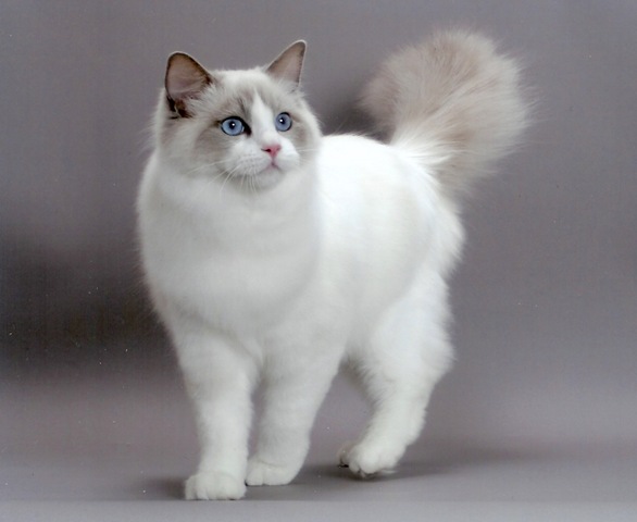 [ragdoll2%255B5%255D.jpg]
