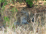Another leopard we were lucky enough to see on that trip to Ulusaba... this one was with a group of three other leopards, which our guide said is also really rare, especially to see a male and female adult together with the young. South Africa - 511.jpg
