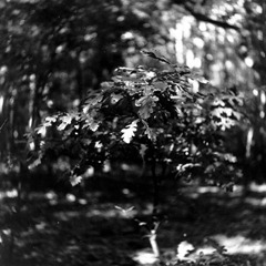 The-Trees-13