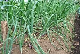 [vitunguu%255B3%255D.jpg]