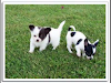 Precioso Cachorros De Chihuahuas