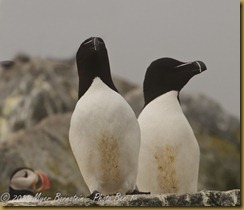 Razorbills -MSB_7969 NIKON D300S July 03, 2011