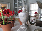 Franny, it's just such a surprise to see so many of them blooming at once.