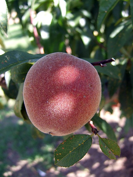 [summerpeach%255B11%255D.jpg]