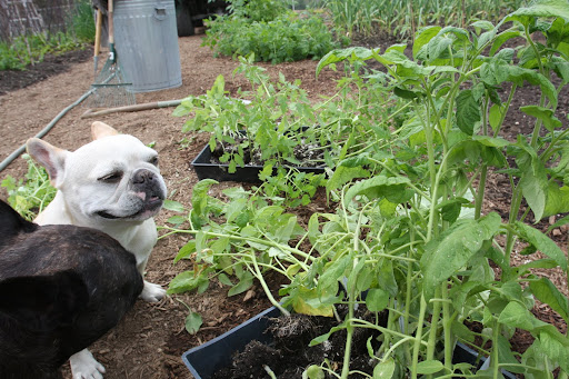 Well Sharkey, we Frenchies refer to the tomato as pommes d'amour, or love apples, as they are thought to have stimulating aphrodisiacal properties!  Don't give any to G.K!