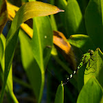 IMG_3590.jpg