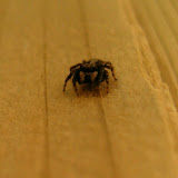 Salticus sp. - what a cutie ;)
