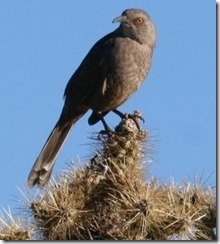 Curve Billed Thrashers