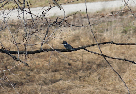 Spotting Image 1