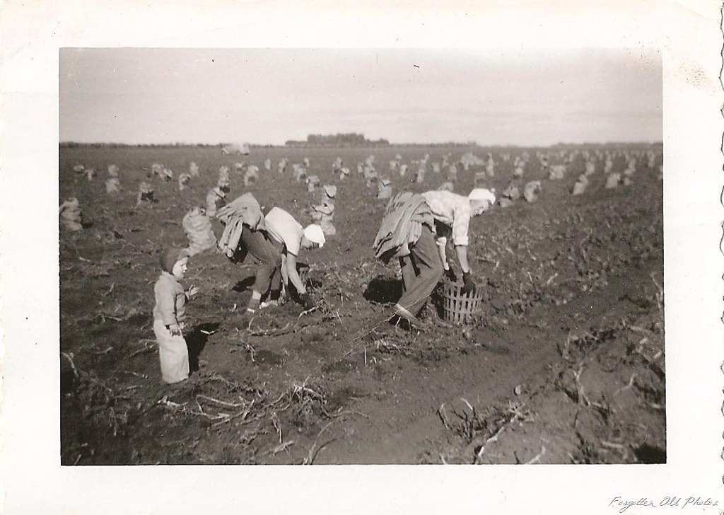[Picking%2520potatoes%2520DL%2520Antiques%255B11%255D.jpg]
