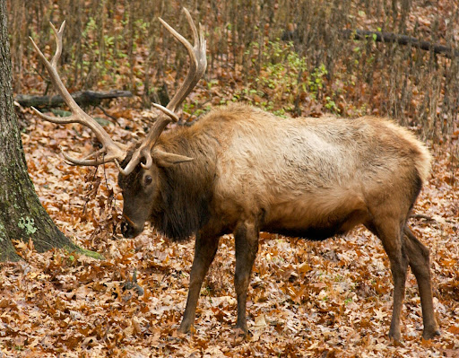 The Missouri Conservation Commission says it is working toward protecting elk in southern Missouri. (Photo provided by Missouri Conservation Department)