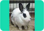One huge misconception that people have is that bunnies belong in a hutch outdoors. According to Cindy Stutts this is in fact the total opposite of what bunny educators recommend. It is akin to living in solitary confinement and often elicits fear. Nonna, above, is a confident bunny who will make every effort to let you know exactly what she wants. One huge misconception that people have is that bunnies belong in a hutch outdoors. According to Cindy Stutts this is in fact the total opposite of what bunny educators recommend. It is akin to living in solitary confinement and often elicits fear. Nonna, above, is a confident bunny who will make every effort to let you know exactly what she wants.