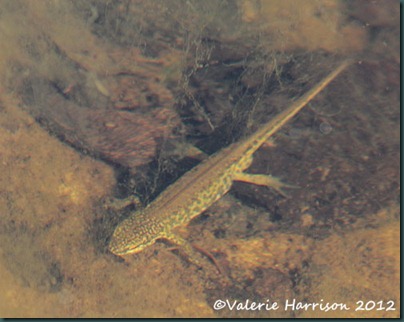 newt newt
