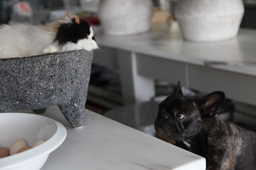 We're missing Martha's tejolote, the pestle, for grinding in the molcajete.  I'll just go and fetch it.  I have a craving for a little catamole right about now.