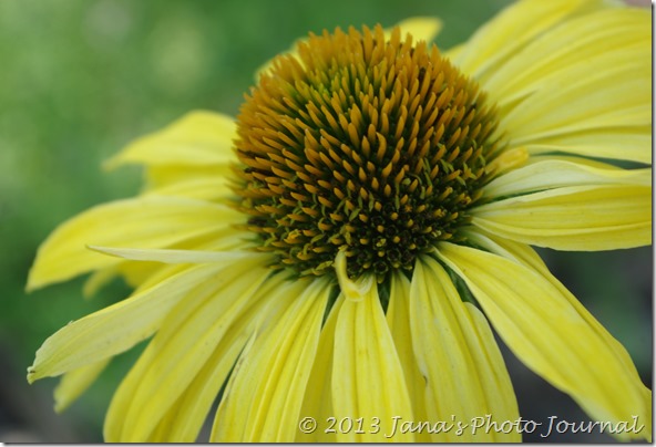 Daydream Coneflower Daydream Coneflower