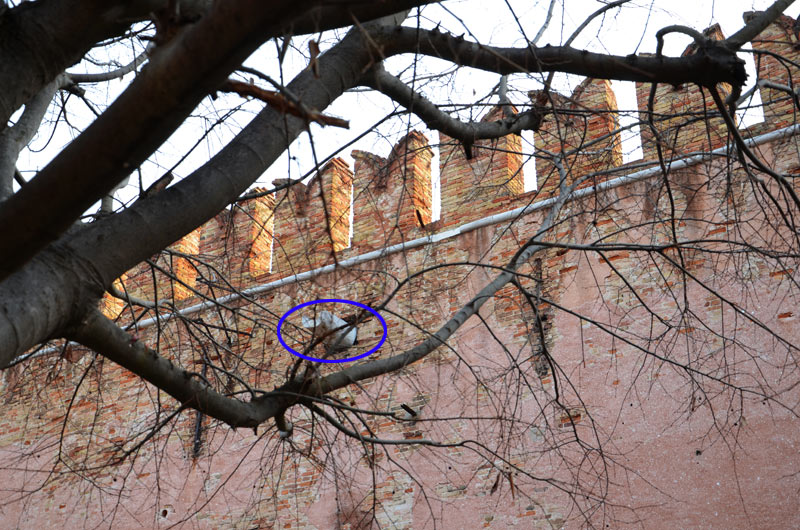 DSC_0169_1.jpg DSC 0169 1