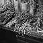 Shanghai - Pets market - Les racines