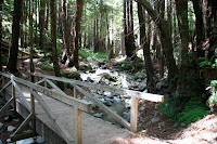 Forest Trails