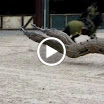 34.MOV