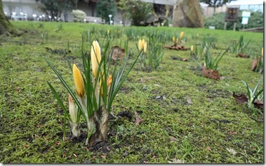 Plantentuin