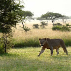 Dunia Camp, ungebetene Gäste © Foto: Angelika Krüger | Outback Africa Erlebnisreisen