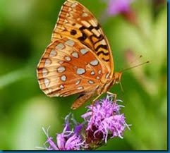 great spangled fritillary