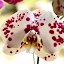 orchid_0068.JPG