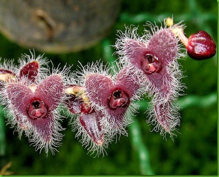 OR Stelis ciliaris OR Stelis ciliaris