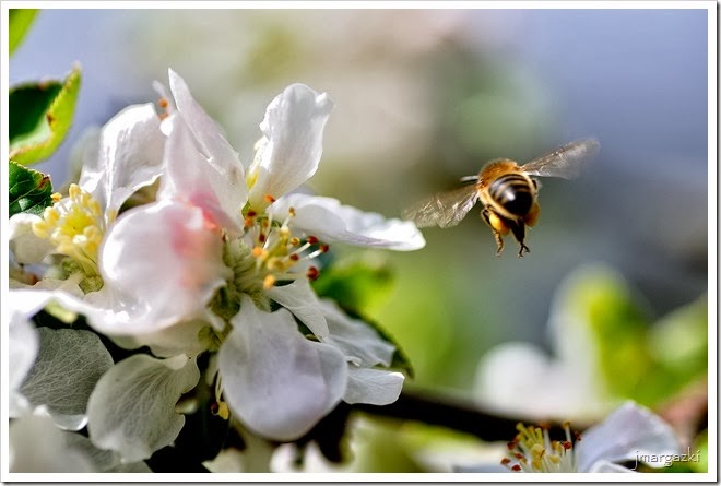DSC_5007 DSC_5007