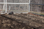 Yikes!!!  No way, Sharkey.  This is Martha's prized asparagus and rhubarb plot.  This section never gets turned!