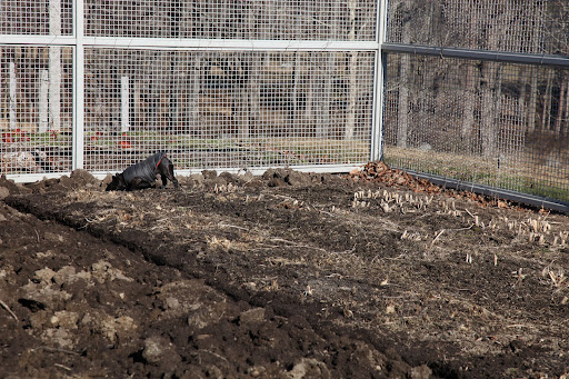 Yikes!!!  No way, Sharkey.  This is Martha's prized asparagus and rhubarb plot.  This section never gets turned!