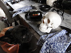 Things DID look kind terrifying in the brown room.  Sharkey, this skull is REALLY kind of scary looking.