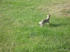 P1160281-little bunny.JPG