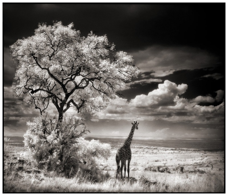 [28-Giraffe-Looking-Over-Plains2.jpg]