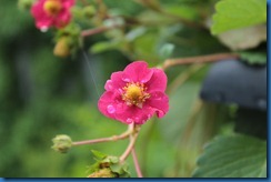 IMG_0305 IMG_0305