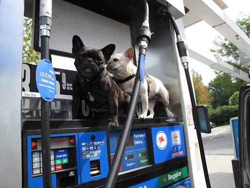 Sharkey, did you know that you can improve gas mileage by simply keeping your tires properly inflated?