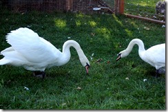 swans3