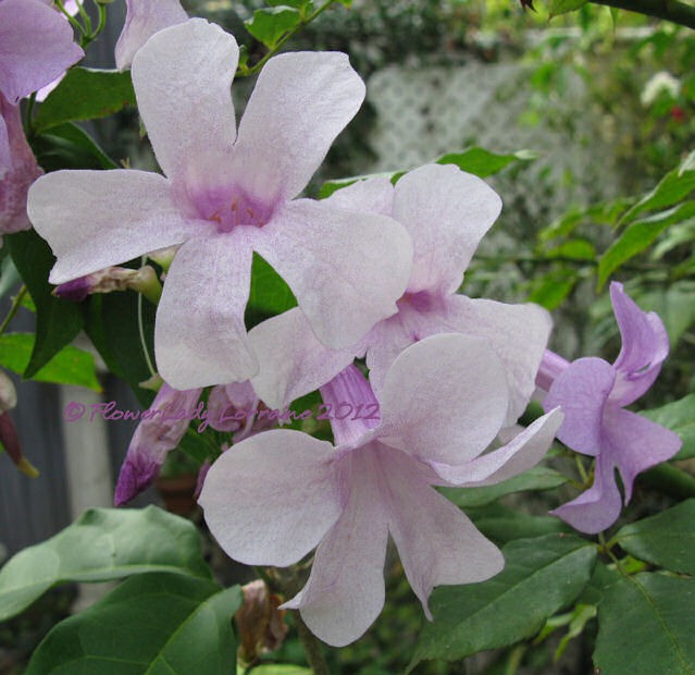 [12-11-garlic-vine%255B5%255D.jpg]