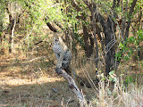 Another leopard we were lucky enough to see on that trip to Ulusaba... this one was with a group of three other leopards, which our guide said is also really rare, especially to see a male and female adult together with the young. South Africa - 510.jpg