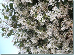 Jasmine Vine Nov 2011