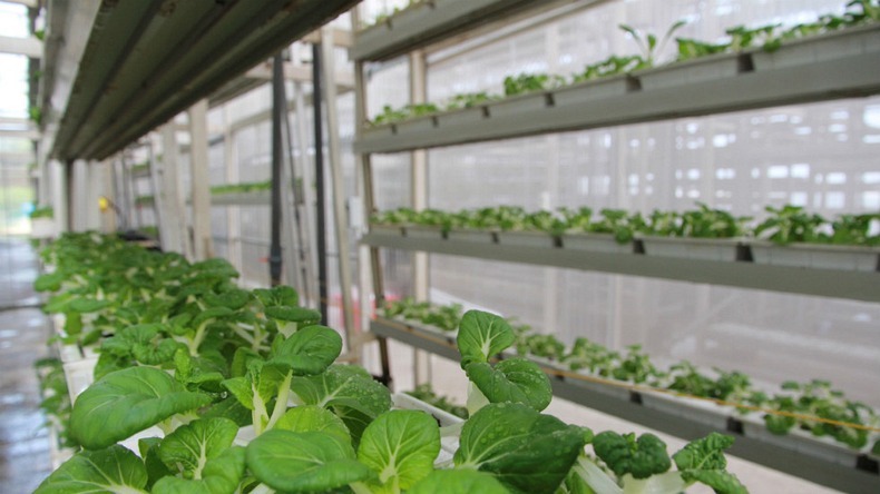 skygreens-vertical-farm-10 skygreens-vertical-farm-10