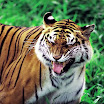 tiger (55).jpg