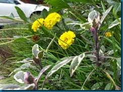 grass in flower beds