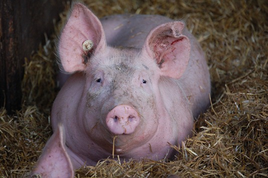 [Schwein_SchmidBLE%255B5%255D.jpg]