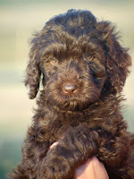 wonderful puppy