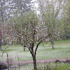 Garden pics