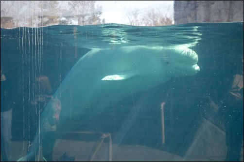 beluga whale beluga whale