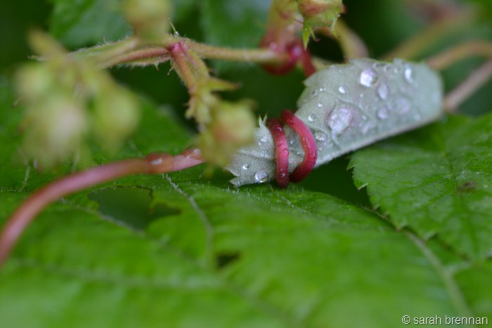 [DSC_0359%2520%25283%2529%255B11%255D.jpg]