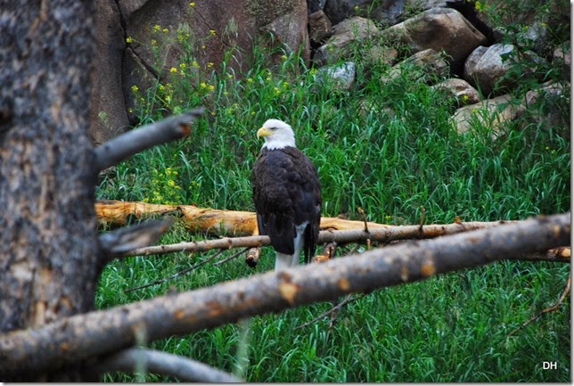 08-06-14 Grizzly and Wolf Discovery Center (63)